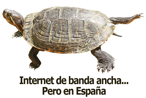 tortuga01