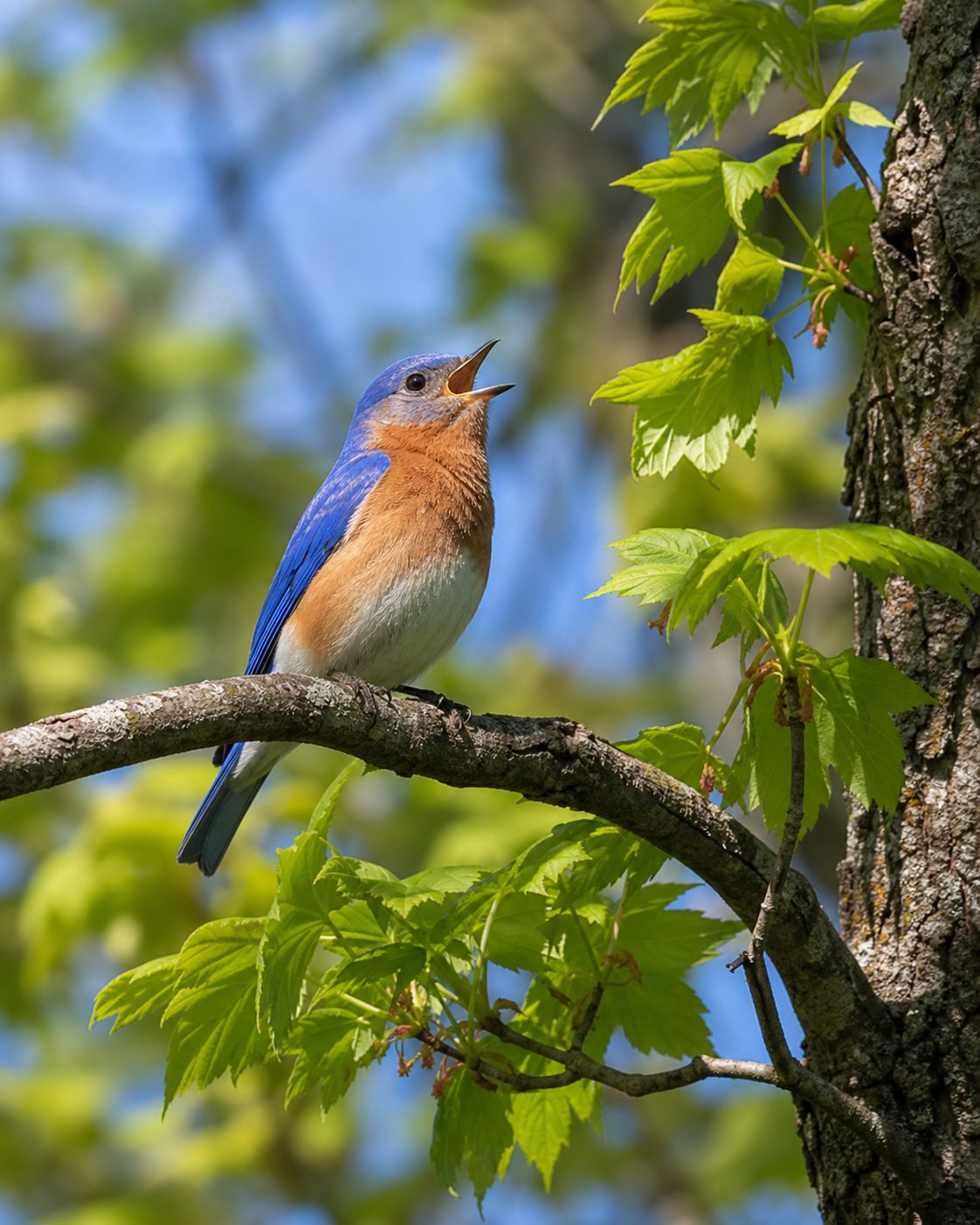 Pájaro azul y naranja posado en una rama de árbol entre hojas verdes, con el